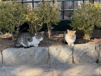 Delphi cats
