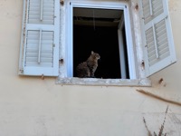Corfu cat