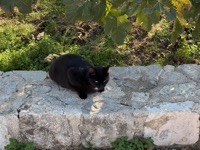 Kotor cat