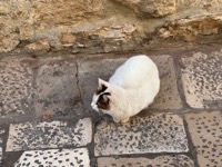 Dubrovnik cat