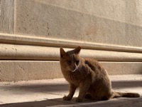 Dubrovnik cat